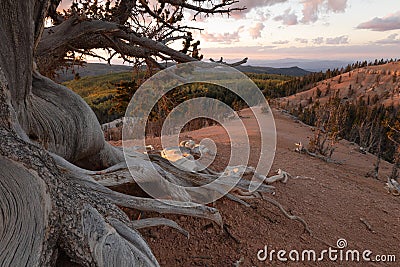 Bristlecone pine tree framing autumn landscape Stock Photo