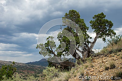 Bristlecone Pine Tree Under Stormy Skies Stock Photo