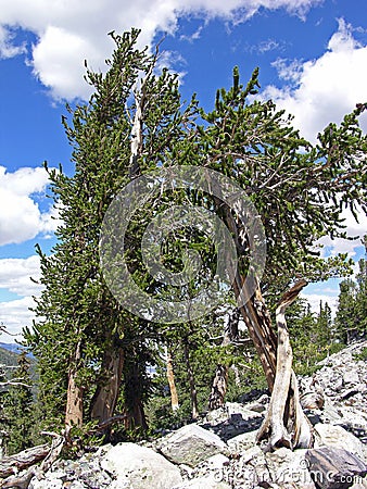 Bristlecone Pines in the Great Basin National Park, Nevada Stock Photo