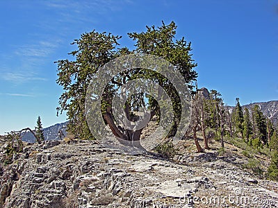 Bristlecone Pines in the Spring Mountains near Mount Charleston. Stock Photo