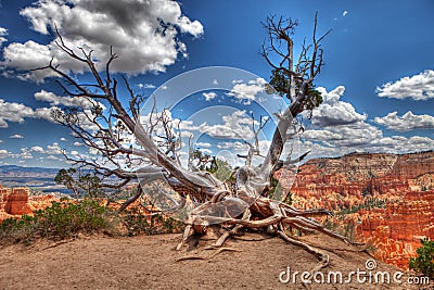 Bristlecone Tree at Bryce Canyon Stock Photo