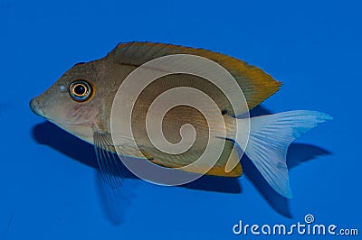 Bristletooth Tomini Tang Ctenochaetus tominiensis Stock Photo