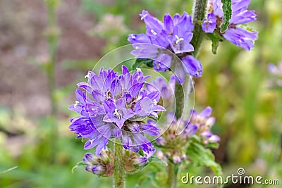 Bristly bellflower, Campanula cervicaria Stock Photo