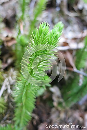 Bristly club-moss or Stiff clubmoss (Lycopodium annotinum) Stock Photo