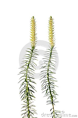 Bristly clubmoss plant isolated on white Stock Photo