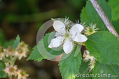 Bristly Dewberry, Rubus hispidus Stock Photo