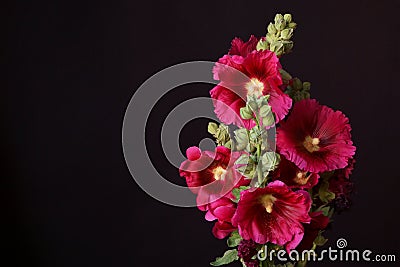 Bristly Hollyhock; Alcea Setosa Stock Photo