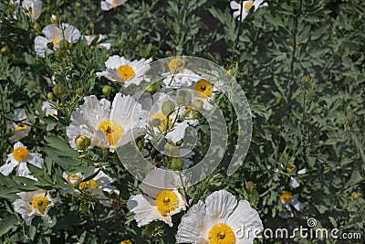 Bristly Matilija Poppy flowers Stock Photo