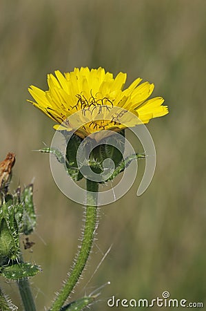 Bristly Oxtongue - Picris echioides Stock Photo