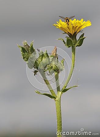 Bristly Oxtongue - Picris echioides Stock Photo