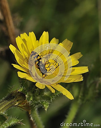 Bristly Oxtongue - Picris echioides Stock Photo