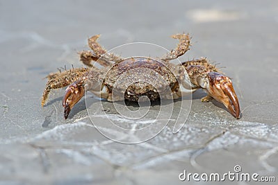 Bristly Xanthid Crab Pilumnus hirtellus Stock Photo
