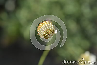 Bristly Yellow Cephalaria Stock Photo