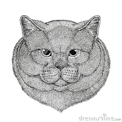 Brithish noble cat Male Hand drawn illustration for tattoo, emblem, badge, logo, patch Isolated on white background Stock Photo