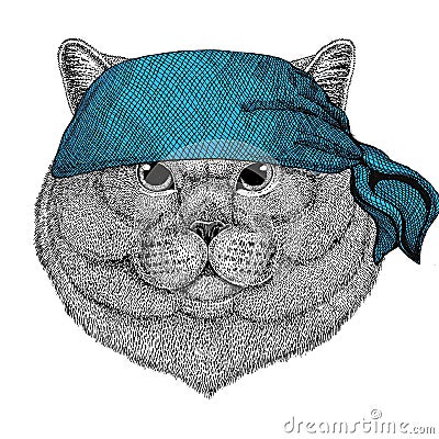 Brithish noble cat Male Wild animal wearing bandana or kerchief or bandanna Image for Pirate Seaman Sailor Biker Stock Photo