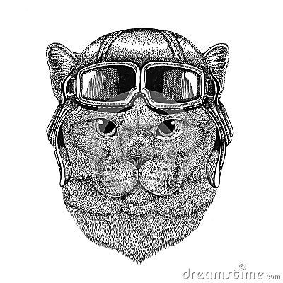 Brithish noble cat wearing leather helmet Aviator, biker, motorcycle Hand drawn illustration for tattoo, emblem, badge Stock Photo