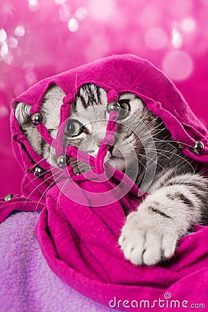 Cute silver tabby kitten with a pink scarf Stock Photo