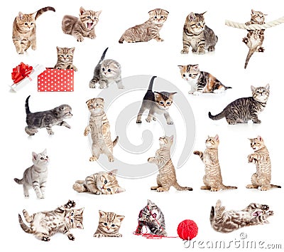 British baby cats collection Stock Photo