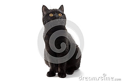 British black cat with yellow eyes on white background Stock Photo