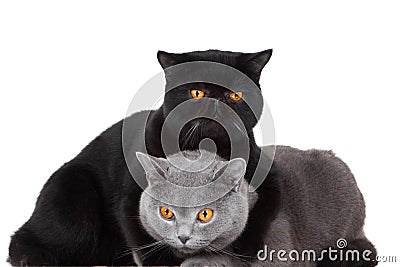 British blue and Black Persian cats Stock Photo