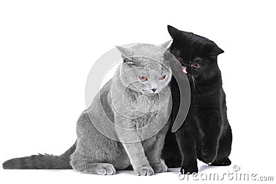 British blue and Black Persian cats Stock Photo