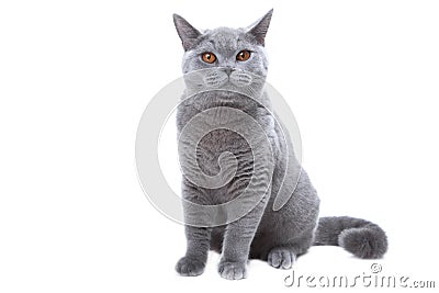 British blue cat Stock Photo