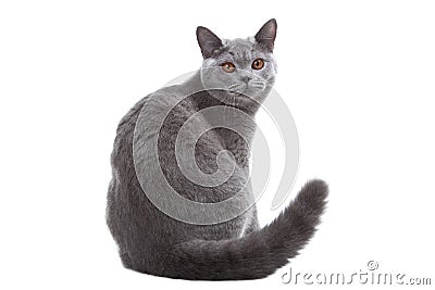 British blue cat Stock Photo