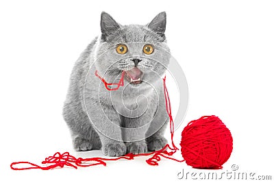 British blue cat chewing red ball of threads Stock Photo