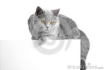 British blue cat easy lying on tablet Stock Photo