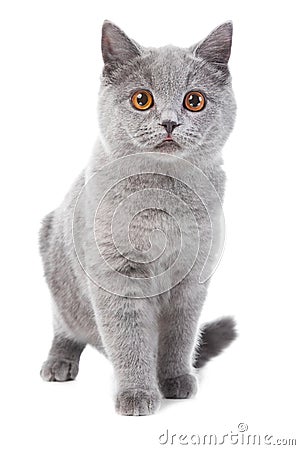 British blue kitten on white Stock Photo