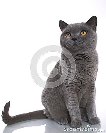 British Blue Shorthair Cat Stock Photo