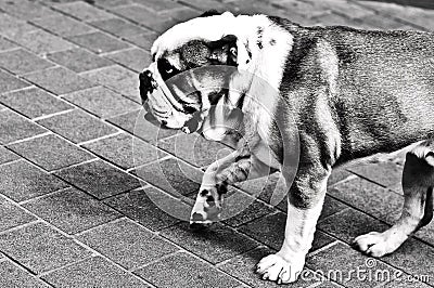 British bulldog Stock Photo