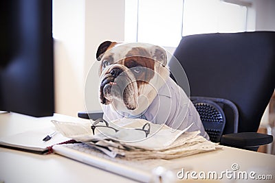 British Bulldog Dressed As Businessman Works At Desk On Computer Stock Photo