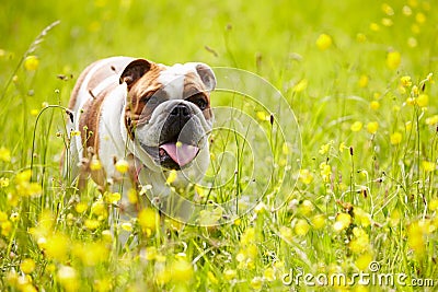 British Bulldog In Field Of Yellow Summer Flowers Stock Photo