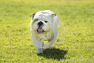 British Bulldog playing in the dog park Stock Photo