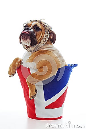 British Bulldog Puppy Stock Photo