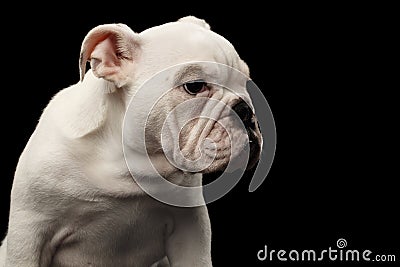 British bulldog puppy breed on black background Stock Photo