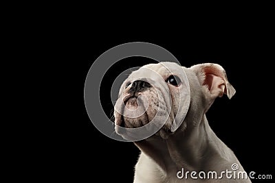 British bulldog puppy breed on isolated black background Stock Photo