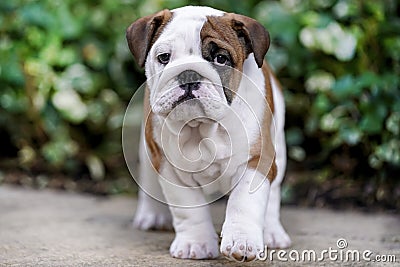 British Bulldog puppy Stock Photo