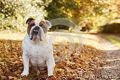 British Bulldog Sitting By Path In Autumn Landscape Stock Photo