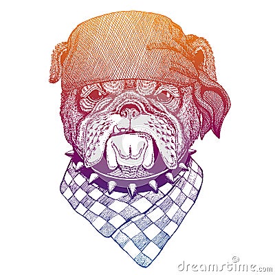 British bulldog. Wild pirate or biker. Vector animal portrait. Sailor, motorcyclist. Print for children clothing, tee Vector Illustration