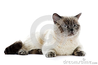 British cat Stock Photo