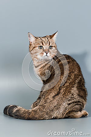 British cat Stock Photo