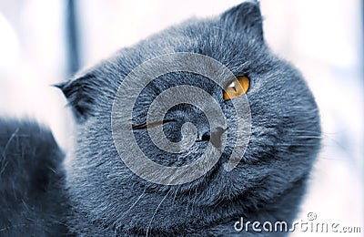 British cat Stock Photo