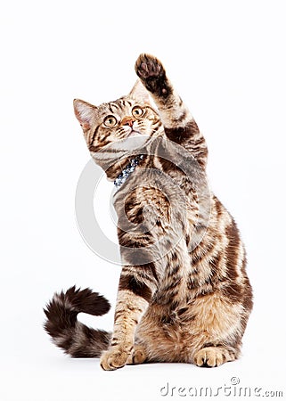 British cat chocolate marble Stock Photo