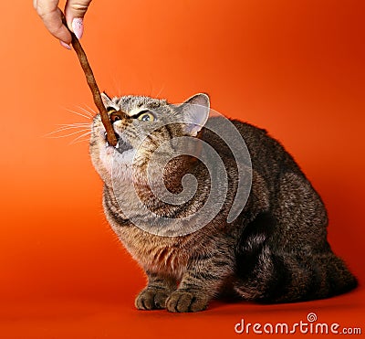 British cat, eating a delicacy. Stock Photo