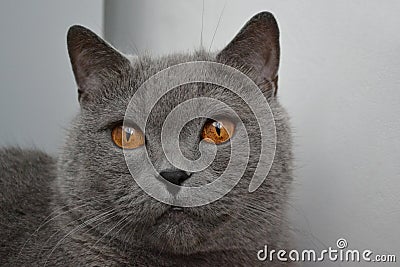 British cat with golden eyes Stock Photo