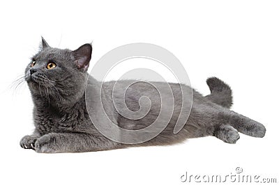 British cat lying and looking left Stock Photo