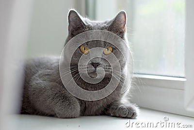 British cat lying on the windowsill Stock Photo