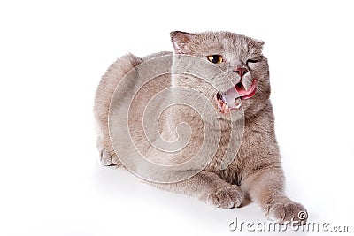 British cat meows and licks isolated on white Stock Photo